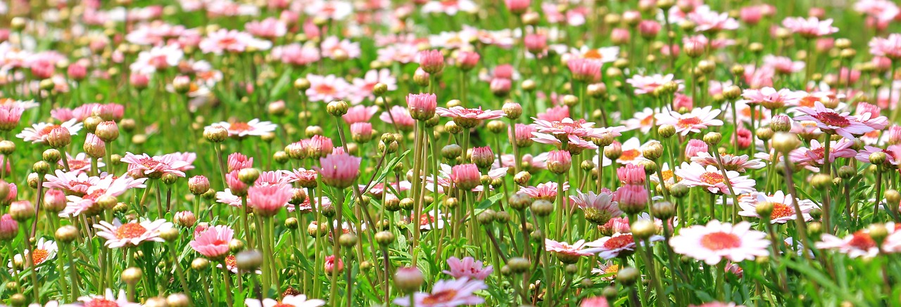 Eine Blumenwiese