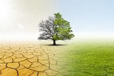 Baum Symbolbild; auf der linken Seite ist der Baum trocken und abgestorben, auf der rechten Seite des Bildes blüht er auf und ist grün.