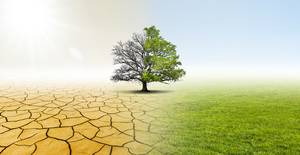 Symbolbild; auf der linken Seite ist der Baum trocken und abgestorben, auf der rechten Seite des Bildes blüht er auf und ist grün.