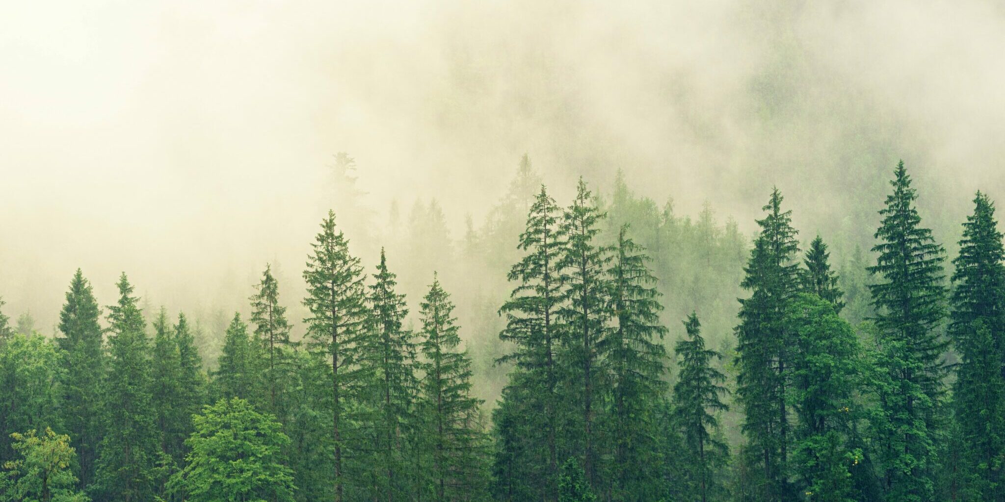 Bäume im Wald Vor einem nebeligen Hintergrund stehen Tannen, sie sind sattgrün